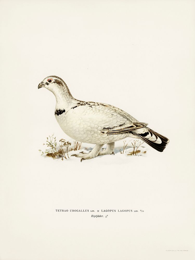 Hybrid between Western capercaillie and Willow ptarmigan (Tetrao urogallus x lagopus lagopus) illustrated by the von Wright…