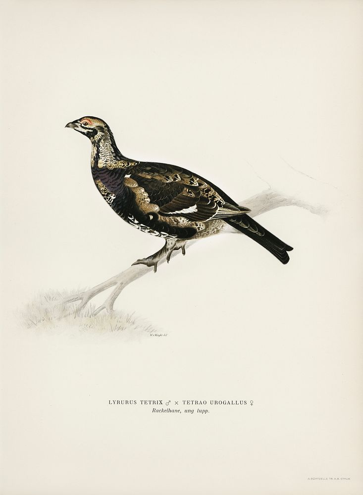 Hybrid between Black grouse and Willow ptarmigan (Yrurus tetrix x lagopus lagopus) illustrated by the von Wright brothers.…