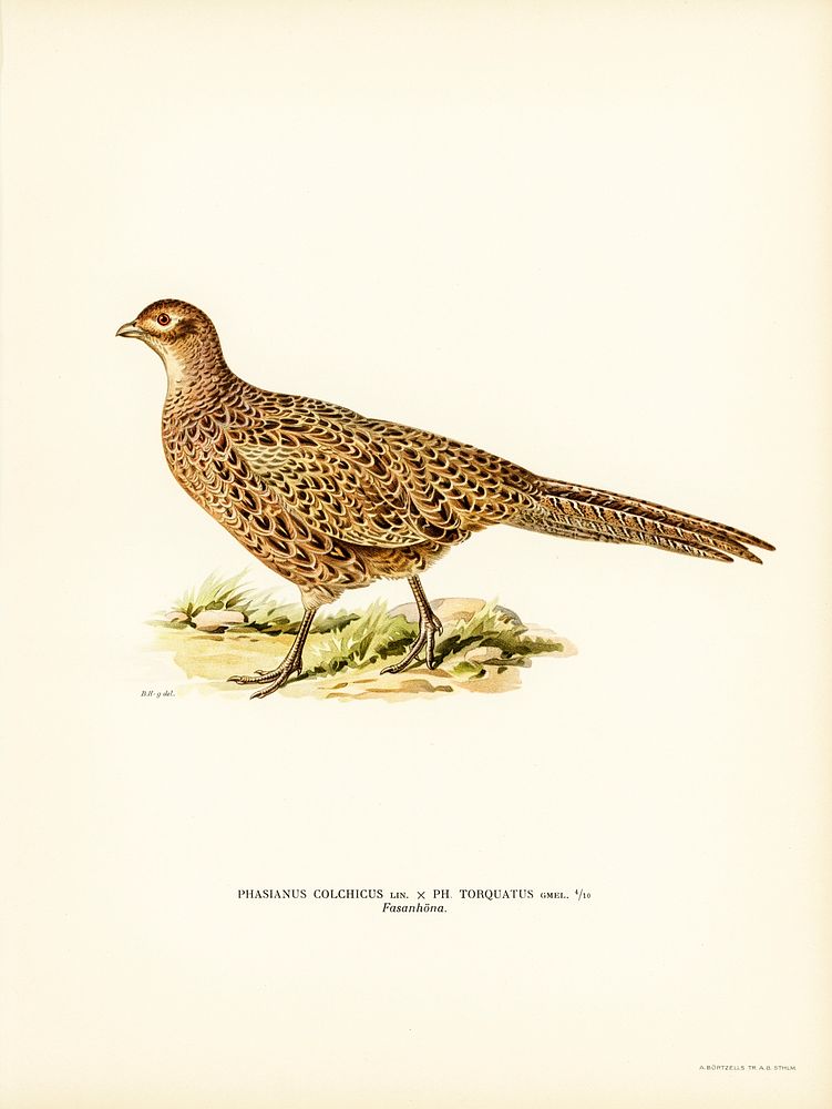 Pheasant (Phasianus Colchicus) illustrated by the von Wright brothers. Digitally enhanced from our own 1929 folio version of…