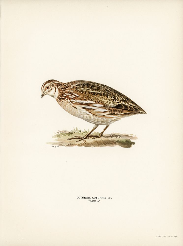 Common quail (Coturnix coturnix) illustrated by the von Wright brothers. Digitally enhanced from our own 1929 folio version…