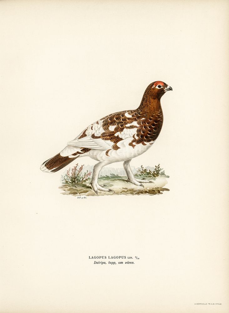 Willow ptarmigan illustrated by the von Wright brothers. Digitally enhanced from our own 1929 folio version of Svenska…