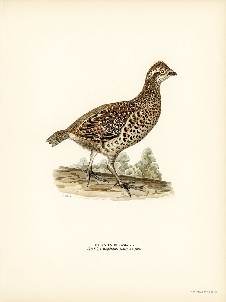Hazel grouse (tetrastes bonasia) illustrated by the von Wright brothers. Digitally enhanced from our own 1929 folio version…
