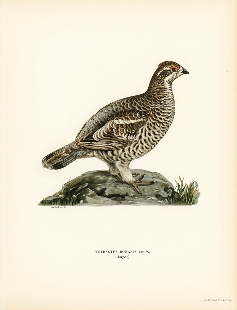 Hazel grouse (Tetrastes Bonasia) illustrated by the von Wright brothers. Digitally enhanced from our own 1929 folio version…