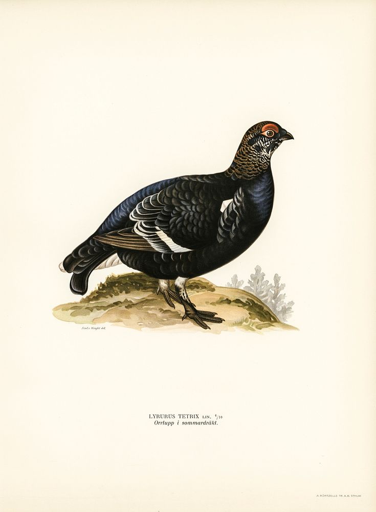 Black grouse (Lyrurus Tetrix) illustrated by the von Wright brothers. Digitally enhanced from our own 1929 folio version of…