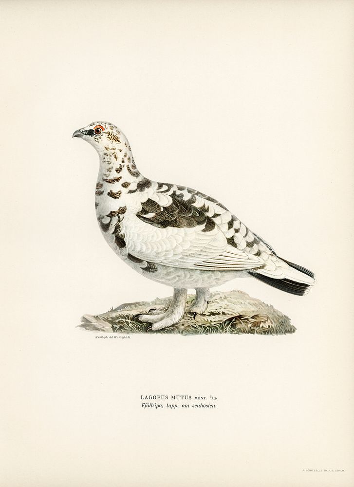 Rock ptarmigan (Lagopus mutus) illustrated by the von Wright brothers. Digitally enhanced from our own 1929 folio version of…