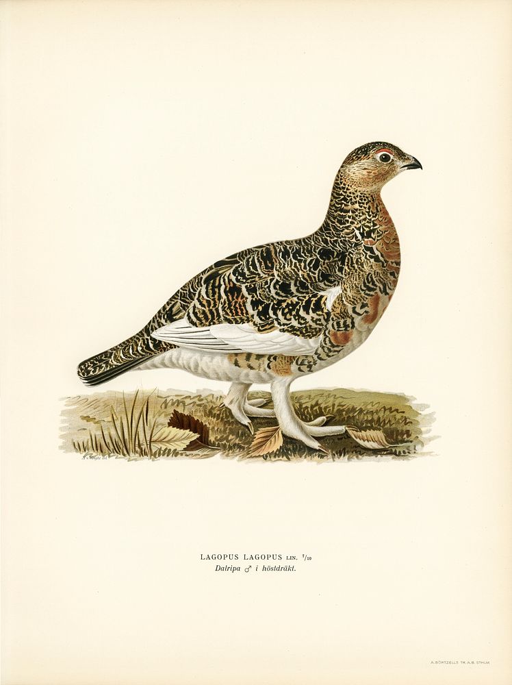 Willow ptarmigan male (Lagopus lagopus) illustrated by the von Wright brothers. Digitally enhanced from our own 1929 folio…