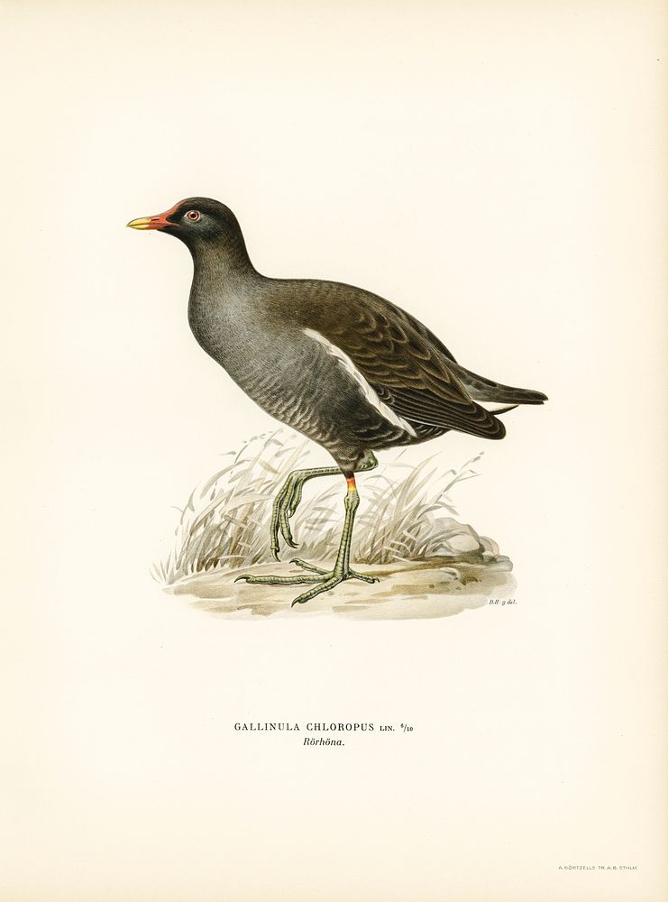 Common moorhen (gallinula chloropus) illustrated by the von Wright brothers. Digitally enhanced from our own 1929 folio…