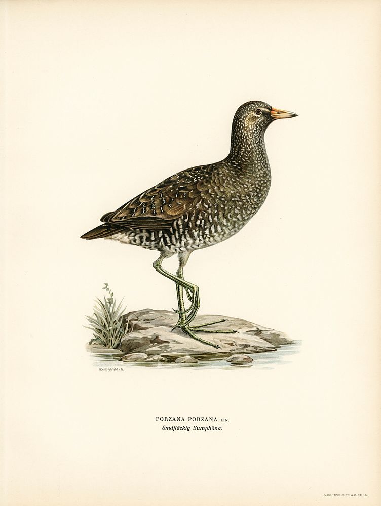 Water rail (Rallus Aquaticus) illustrated by the von Wright brothers. Digitally enhanced from our own 1929 folio version of…