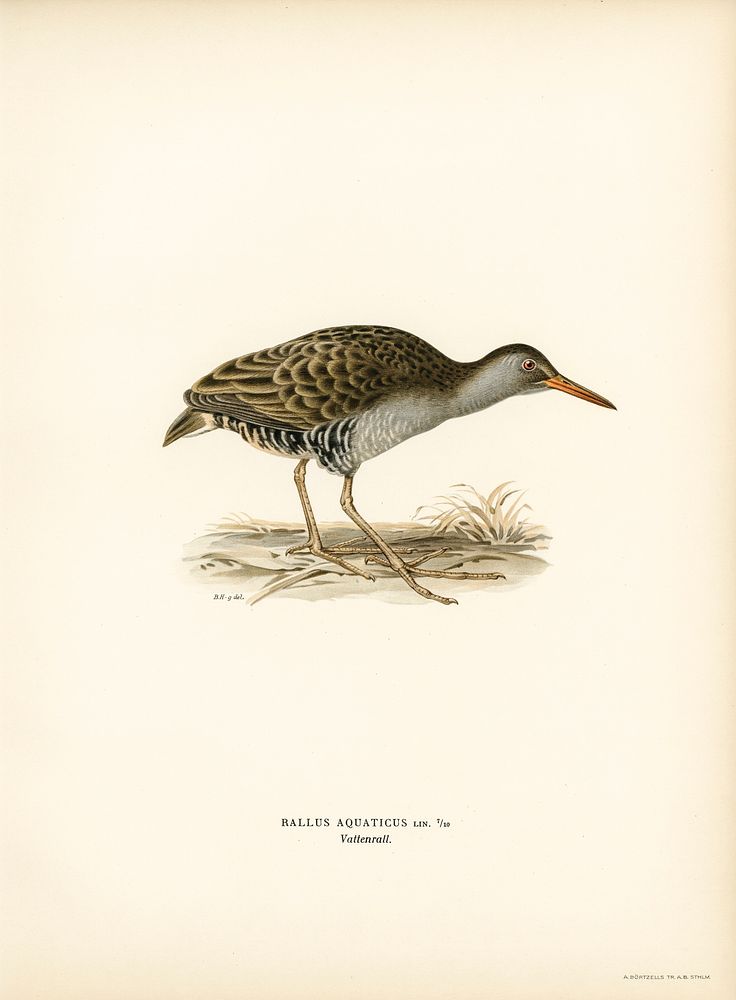 Water rail (Rallus aquaticus) illustrated by the von Wright brothers. Digitally enhanced from our own 1929 folio version of…