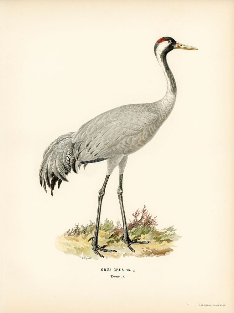 Common Crane (Grus Grus) illustrated by the von Wright brothers. Digitally enhanced from our own 1929 folio version of…
