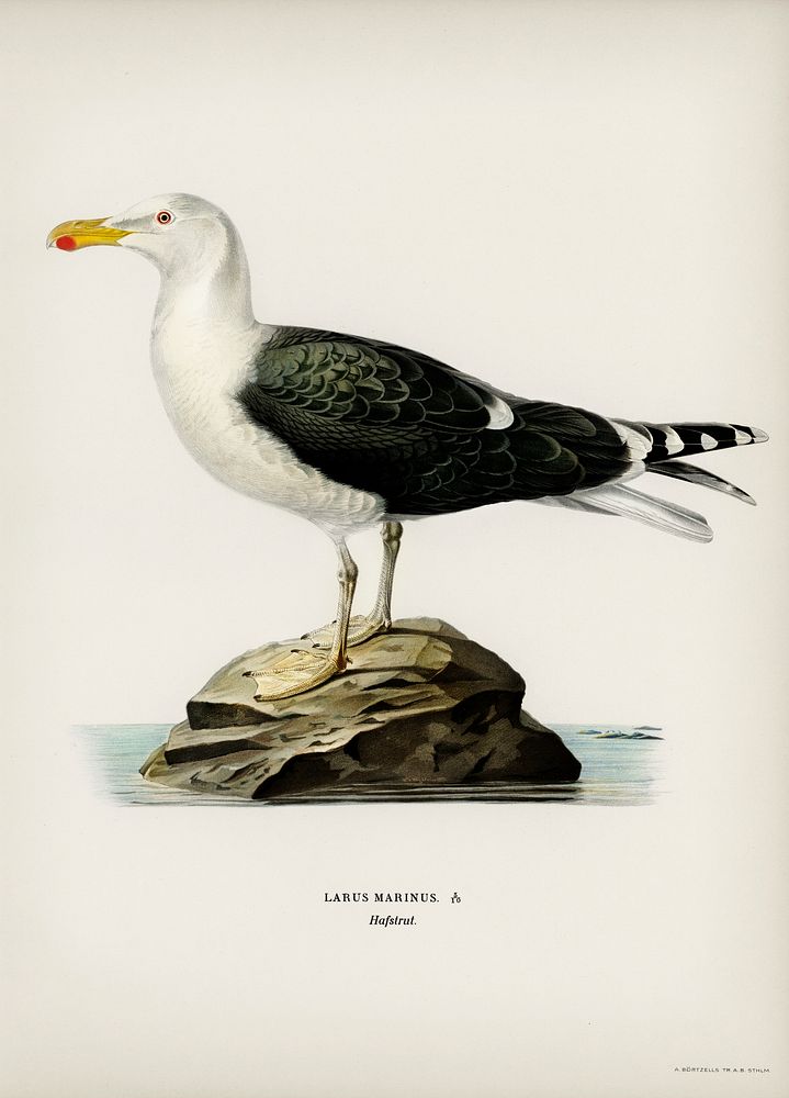Great black-backed gull (Larus Marinus) illustrated by the von Wright brothers. Digitally enhanced from our own 1929 folio…