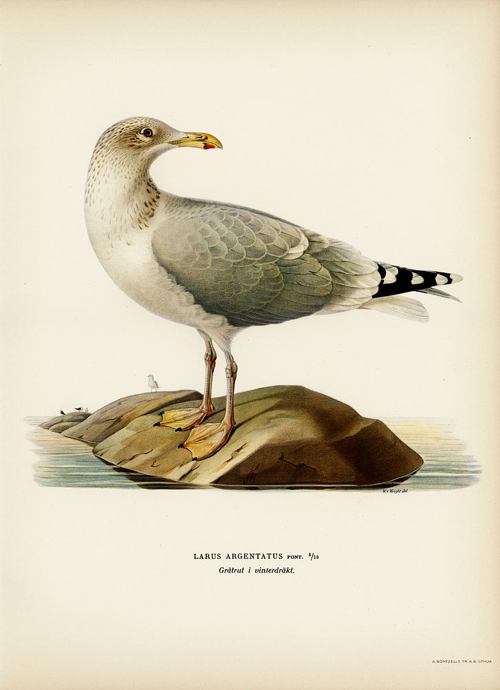 European herring gull (Larus argentatus) illustrated by the von Wright brothers. Digitally enhanced from our own 1929 folio…