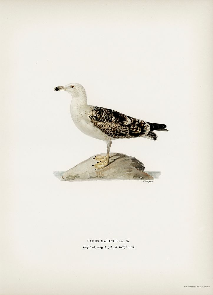 Great black-backed gull (LARUS MARINUS) illustrated by the von Wright brothers. Digitally enhanced from our own 1929 folio…