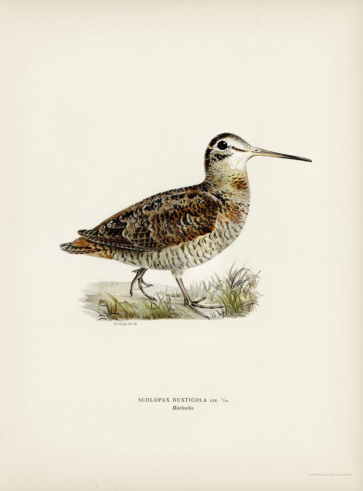 Eurasian woodcock (Scolopax rusticola) illustrated by the von Wright brothers. Digitally enhanced from our own 1929 folio…