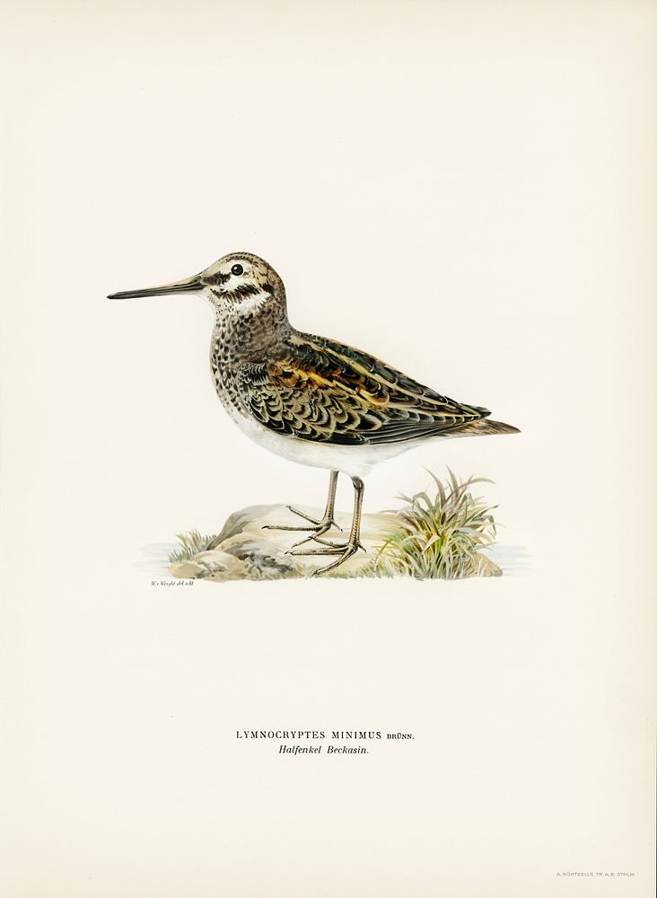 Jack snipe (Lymnocryptes minimus) illustrated by the von Wright brothers. Digitally enhanced from our own 1929 folio version…