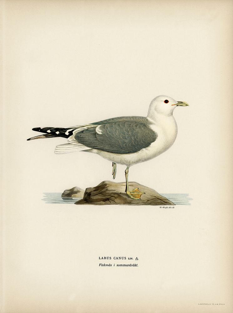 Common gull (larus canu) illustrated by the von Wright brothers. Digitally enhanced from our own 1929 folio version of…