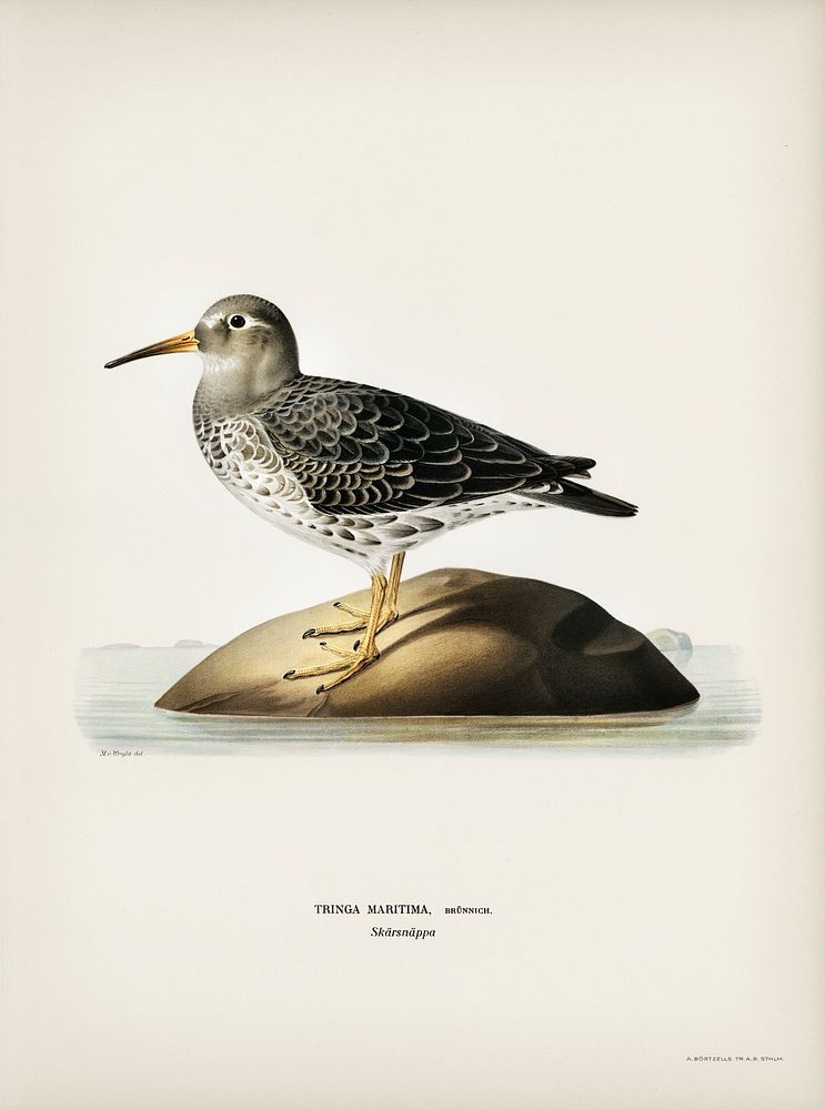 Purple Sandpiper (tringa maritima) illustrated by the von Wright brothers. Digitally enhanced from our own 1929 folio…