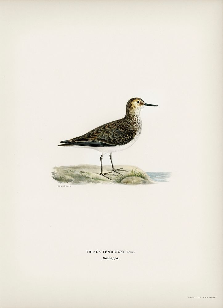 Temminck's Stint (tringa temminckii) illustrated by the von Wright brothers. Digitally enhanced from our own 1929 folio…