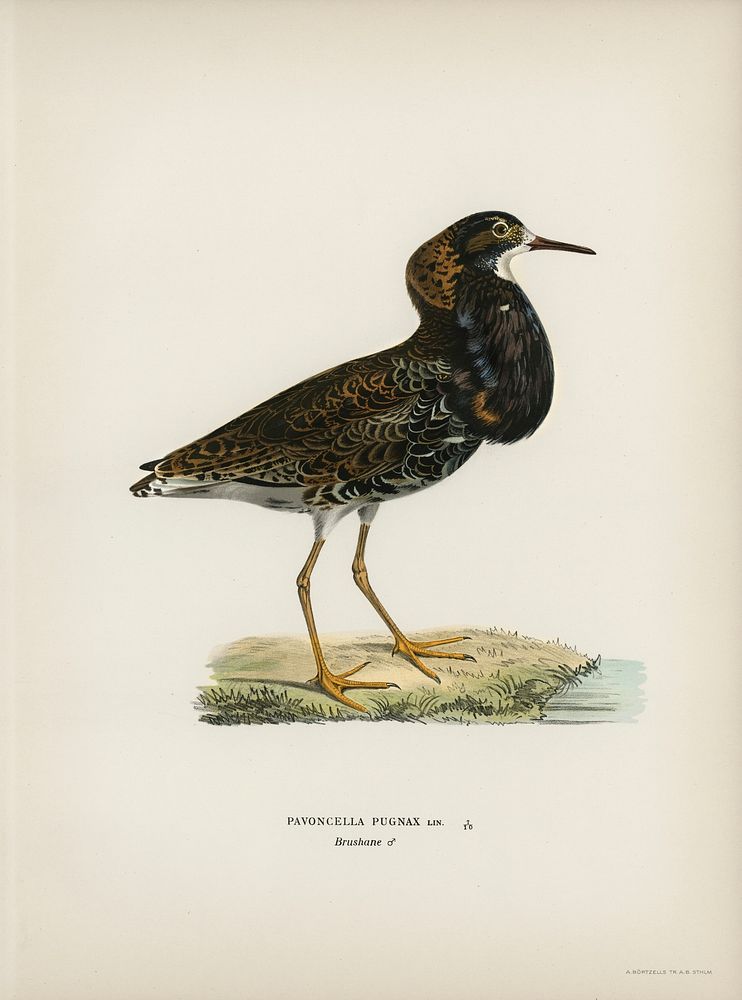 Ruff (Pavoncella pugnaxr) illustrated by the von Wright brothers. Digitally enhanced from our own 1929 folio version of…