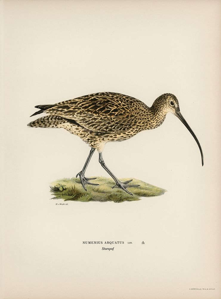 Eurasian curlew (numenius arquatusf) illustrated by the von Wright brothers. Digitally enhanced from our own 1929 folio…