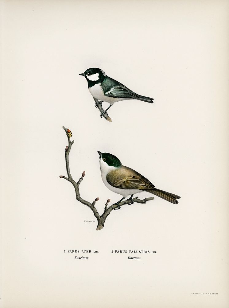 Coal Tit (Parus Ater) and Marsh Tit (Parus Palustris) illustrated by the von Wright brothers. Digitally enhanced from our…
