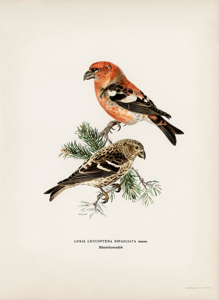 Two-barred crossbill (Loxia leucoptera bifasciata) illustrated by the von Wright brothers. Digitally enhanced from our own…