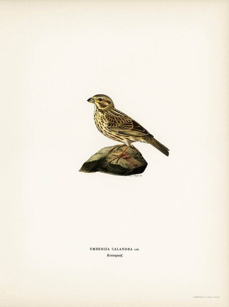 Corn bunting (EMBERIZA CARLANDRA) illustrated by the von Wright brothers. Digitally enhanced from our own 1929 folio version…