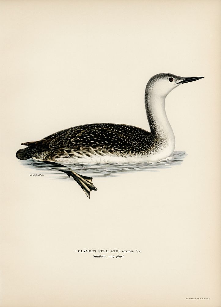 Red-thoated loon (Colymbus stellatus) illustrated by the von Wright brothers. Digitally enhanced from our own 1929 folio…