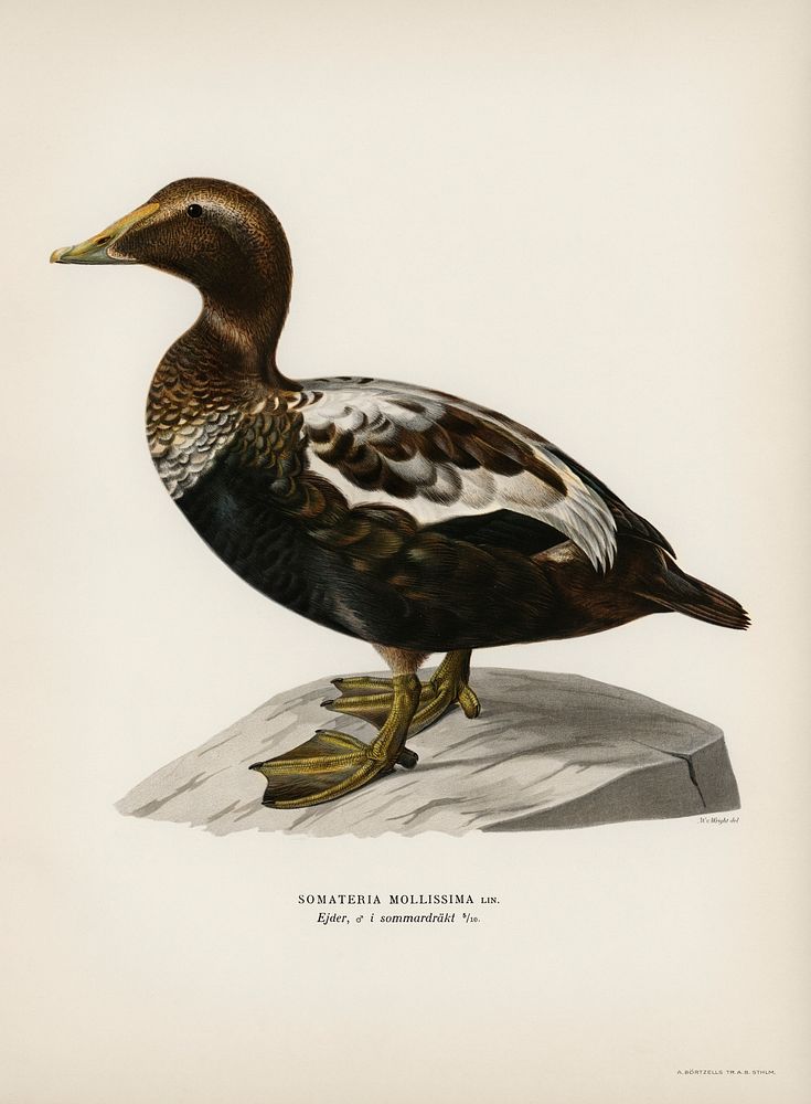 Eider (CORACIAS SOMATERIA MOLLISSIMA) illustrated by the von Wright brothers. Digitally enhanced from our own 1929 folio…