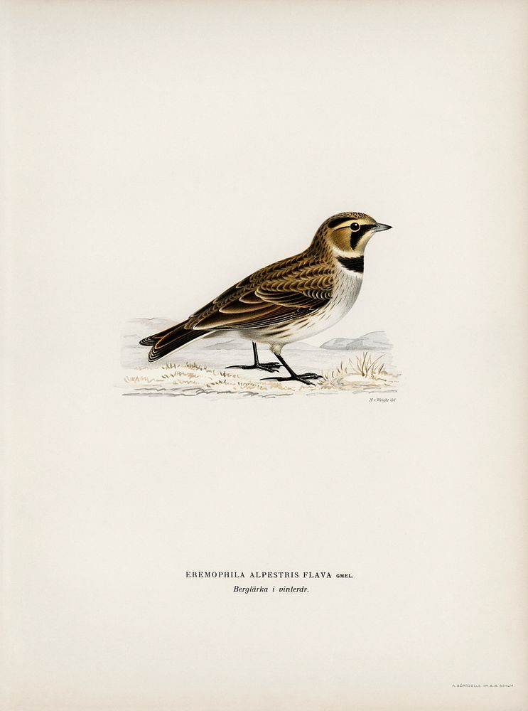 Horned lark (Eremophila alpestris flava) illustrated by the von Wright brothers. Digitally enhanced from our own 1929 folio…