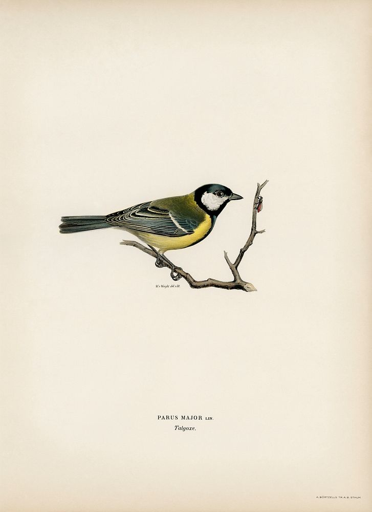 Talgoxe (PARUS MAJOR LIN.) illustrated by the von Wright brothers. Digitally enhanced from our own 1929 folio version of…