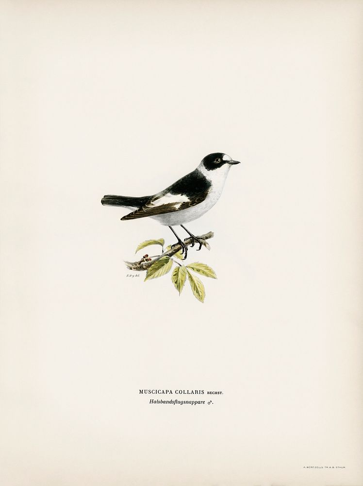 Collared flycatcher (Muscicapa collaris) illustrated by the von Wright brothers. Digitally enhanced from our own 1929 folio…
