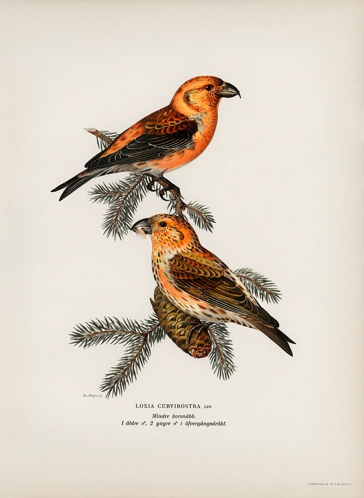 Red crossbill (Loxia curvirostra bird) illustrated by the von Wright brothers. Digitally enhanced from our own 1929 folio…