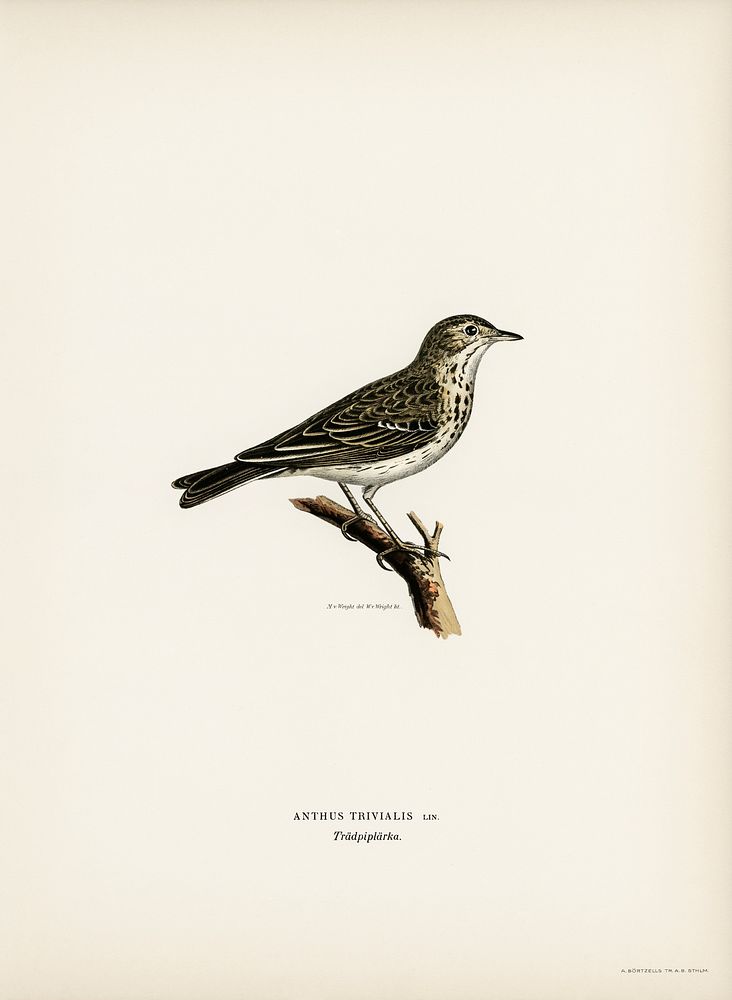 Tree pipit (Anthus trivialis) illustrated | Free Photo Illustration ...