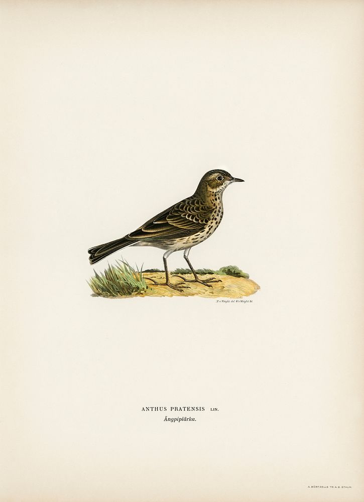 Meadow pipit (Anthus pratensis) illustrated by the von Wright brothers. Digitally enhanced from our own 1929 folio version…