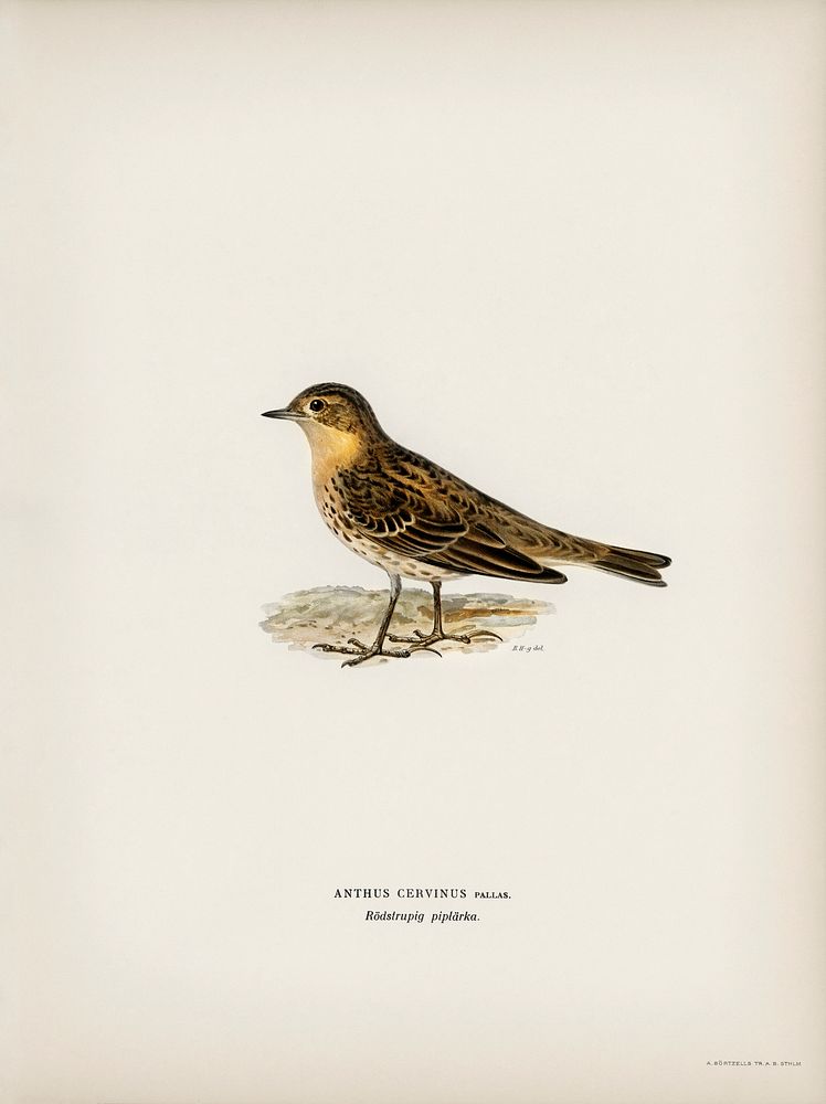 Red-throated pipit (Anthus cervinus bird) illustrated by the von Wright brothers. Digitally enhanced from our own 1929 folio…