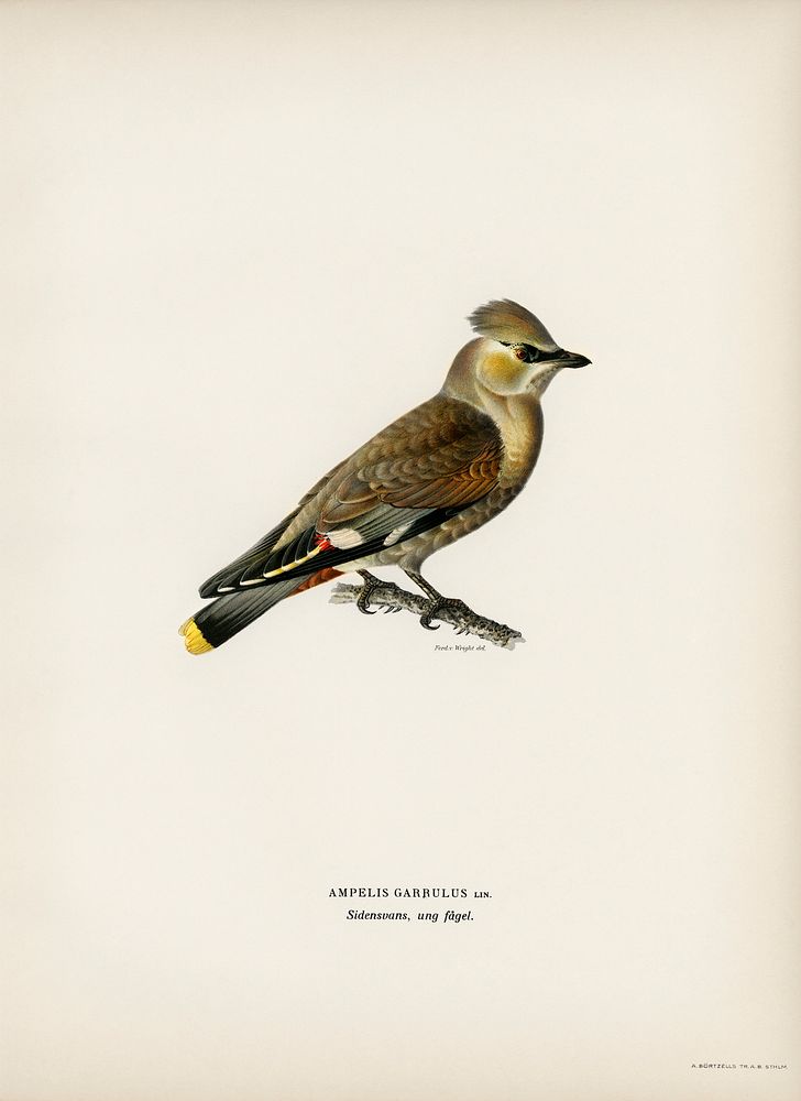 AMPELIS GARRULUS illustrated by the von Wright brothers. Digitally enhanced from our own 1929 folio version of Svenska…