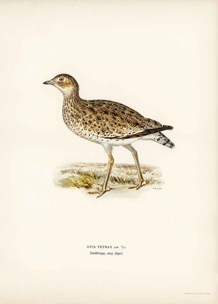 Little bustard (Otis tetrax) illustrated by the von Wright brothers. Digitally enhanced from our own 1929 folio version of…
