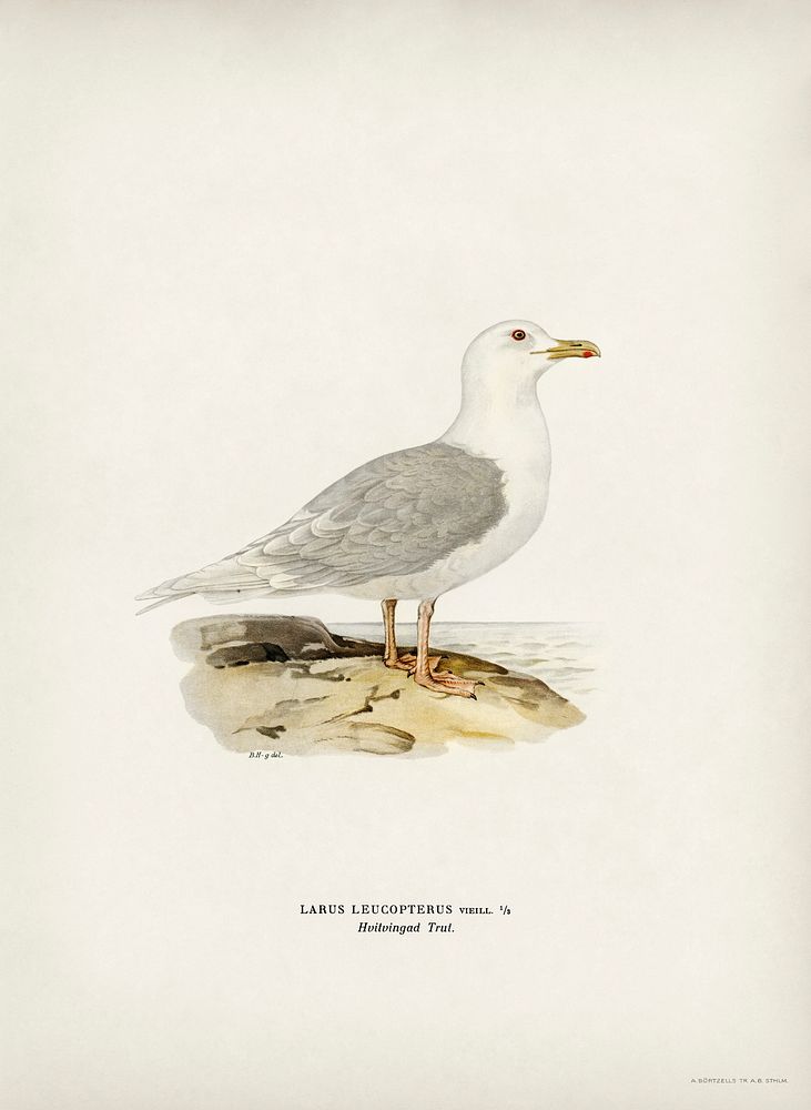 LARUS LEUCOPTERUS illustrated by the von Wright brothers. Digitally enhanced from our own 1929 folio version of Svenska…