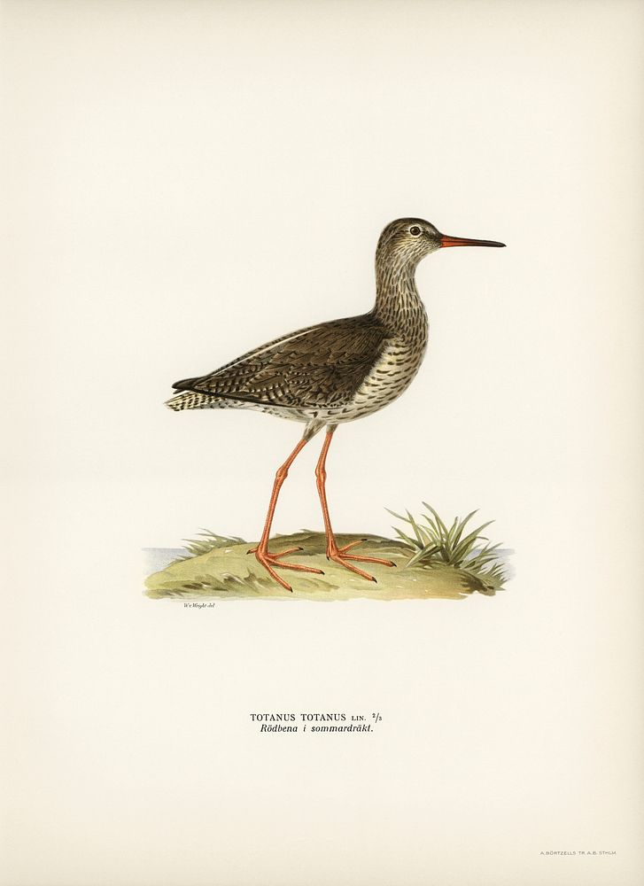 Common redshank (Totanus totanus) illustrated by the von Wright brothers. Digitally enhanced from our own 1929 folio version…