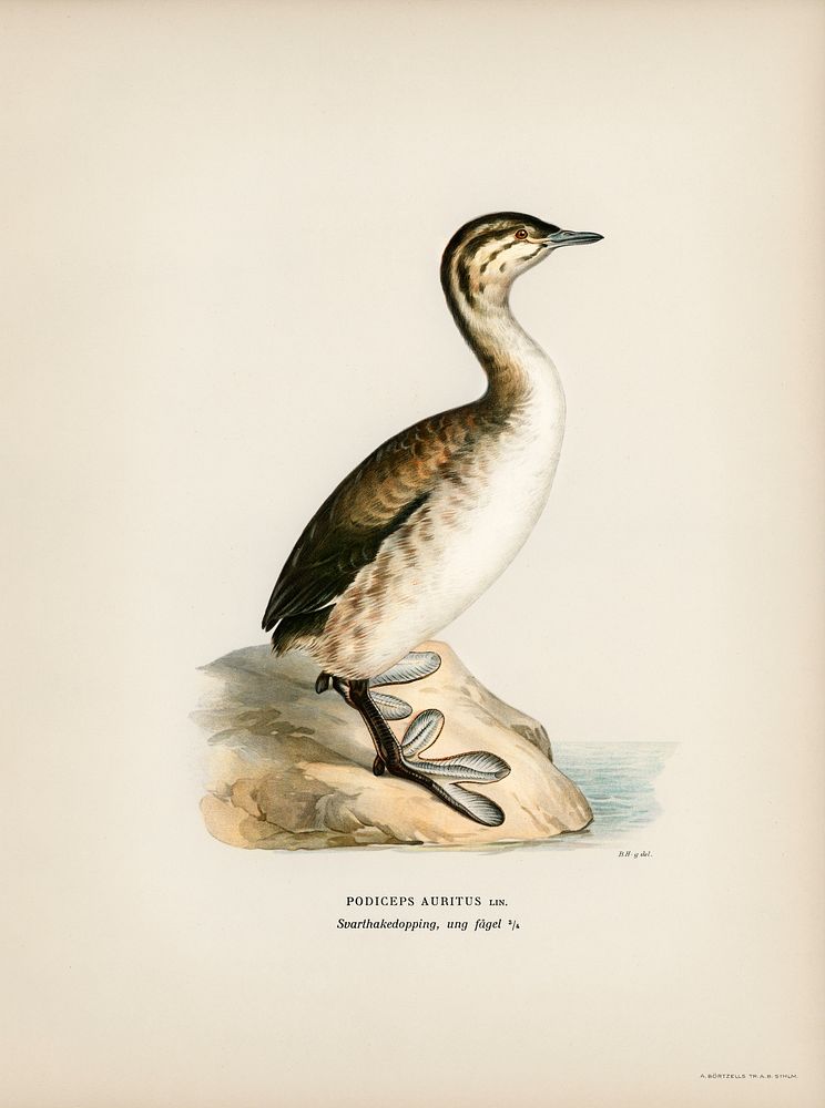 Young horned grebe (Podiceps auritus) illustrated by the von Wright brothers. Digitally enhanced from our own 1929 folio…