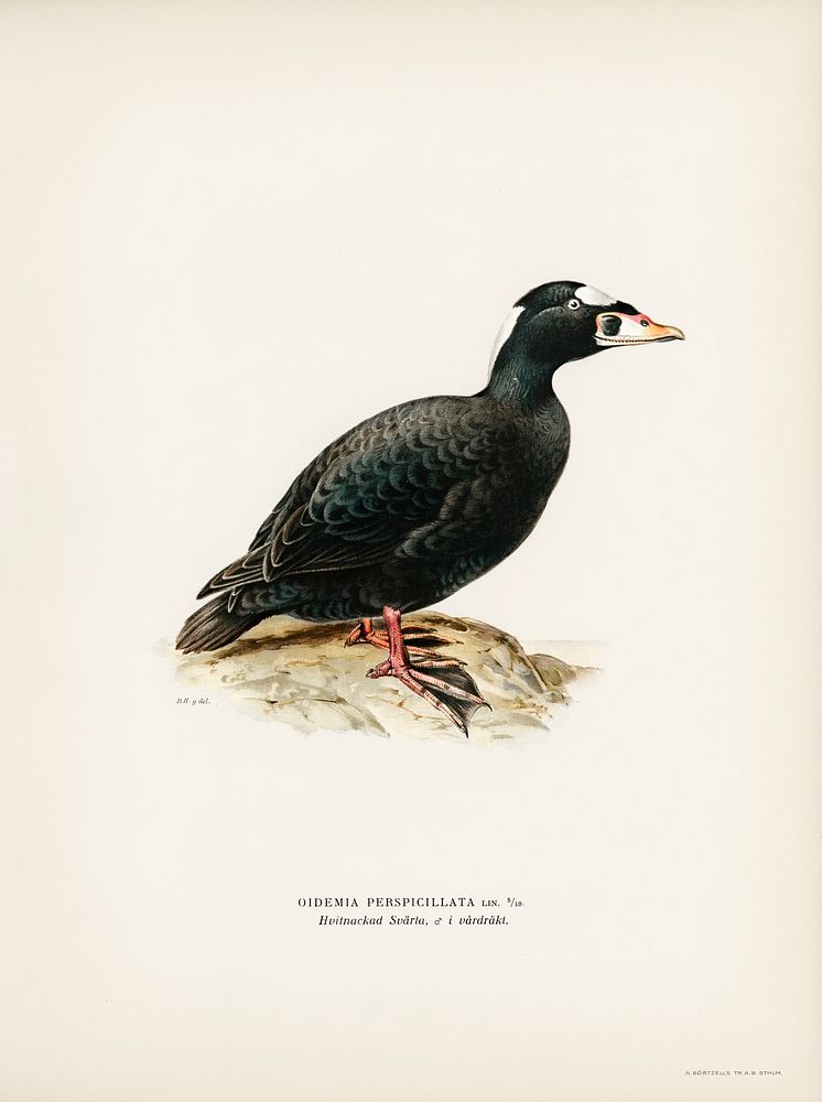 Surf Scoter male (Oidemia perspicillata) illustrated by the von Wright brothers. Digitally enhanced from our own 1929 folio…