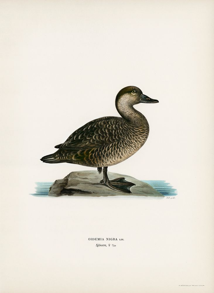 Black scoter female (Oidemia nigra) illustrated by the von Wright brothers. Digitally enhanced from our own 1929 folio…