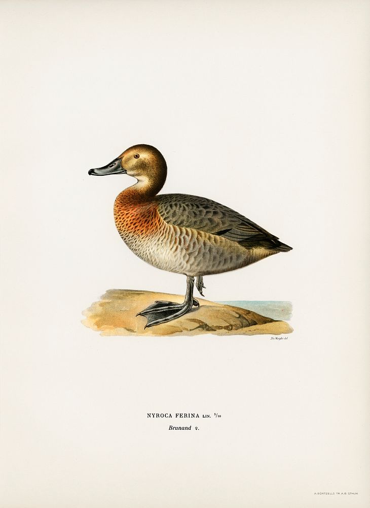 Common Pochard female (Nyroca ferina) illustrated by the von Wright brothers. Digitally enhanced from our own 1929 folio…