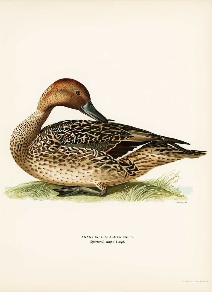 Northern Pintail (Anas [dafila] acuta) illustrated by the von Wright brothers. Digitally enhanced from our own 1929 folio…
