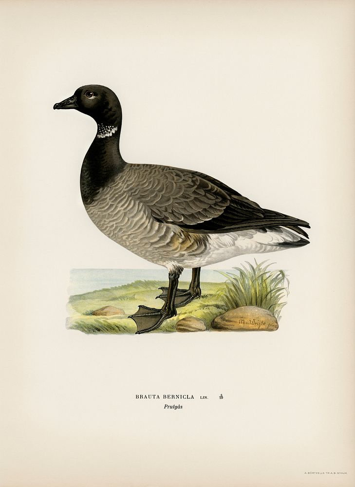 Brant Goose (Branta bernicla) illustrated by the von Wright brothers. Digitally enhanced from our own 1929 folio version of…