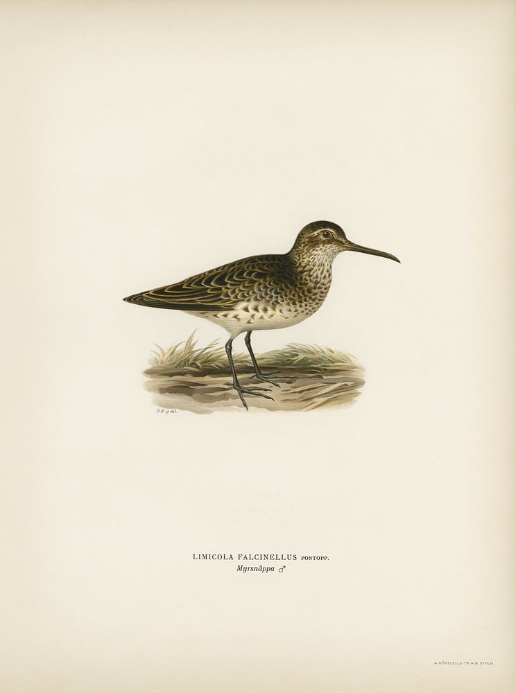 Broad-billed sandpiper (Limicola falcinellus) illustrated by the von Wright brothers. Digitally enhanced from our own 1929…