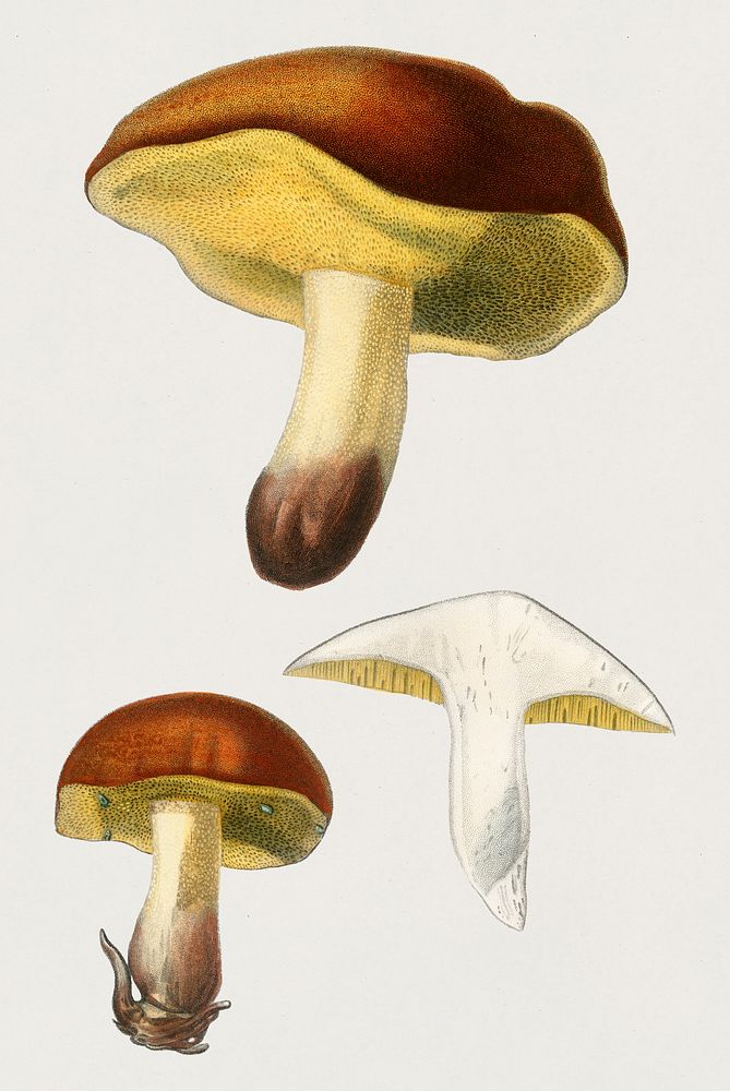 Mushroom (Boletus circinans) illustrated by Charles Dessalines D' Orbigny (1806-1876). Digitally enhanced from our own 1892…
