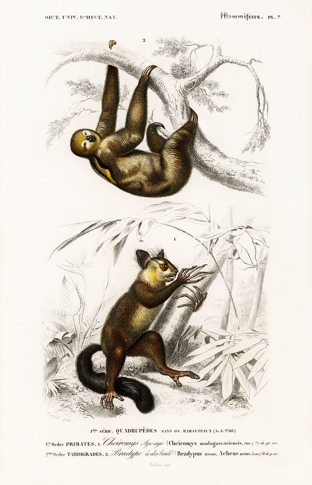 Three-toed Sloth (Bradypus ustus) and Aye-aye (Cheiromys madagascariensis) illustrated by Charles Dessalines D' Orbigny…