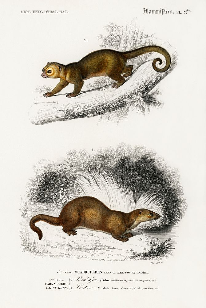 Kinkajou (Potos caudivolvulus) and The European Otter (Mustela Lutra) illustrated by Charles Dessalines D' Orbigny (1806…